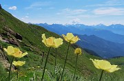 27 Pulsatilla alpina sulphurea (Anemone sulfureo)